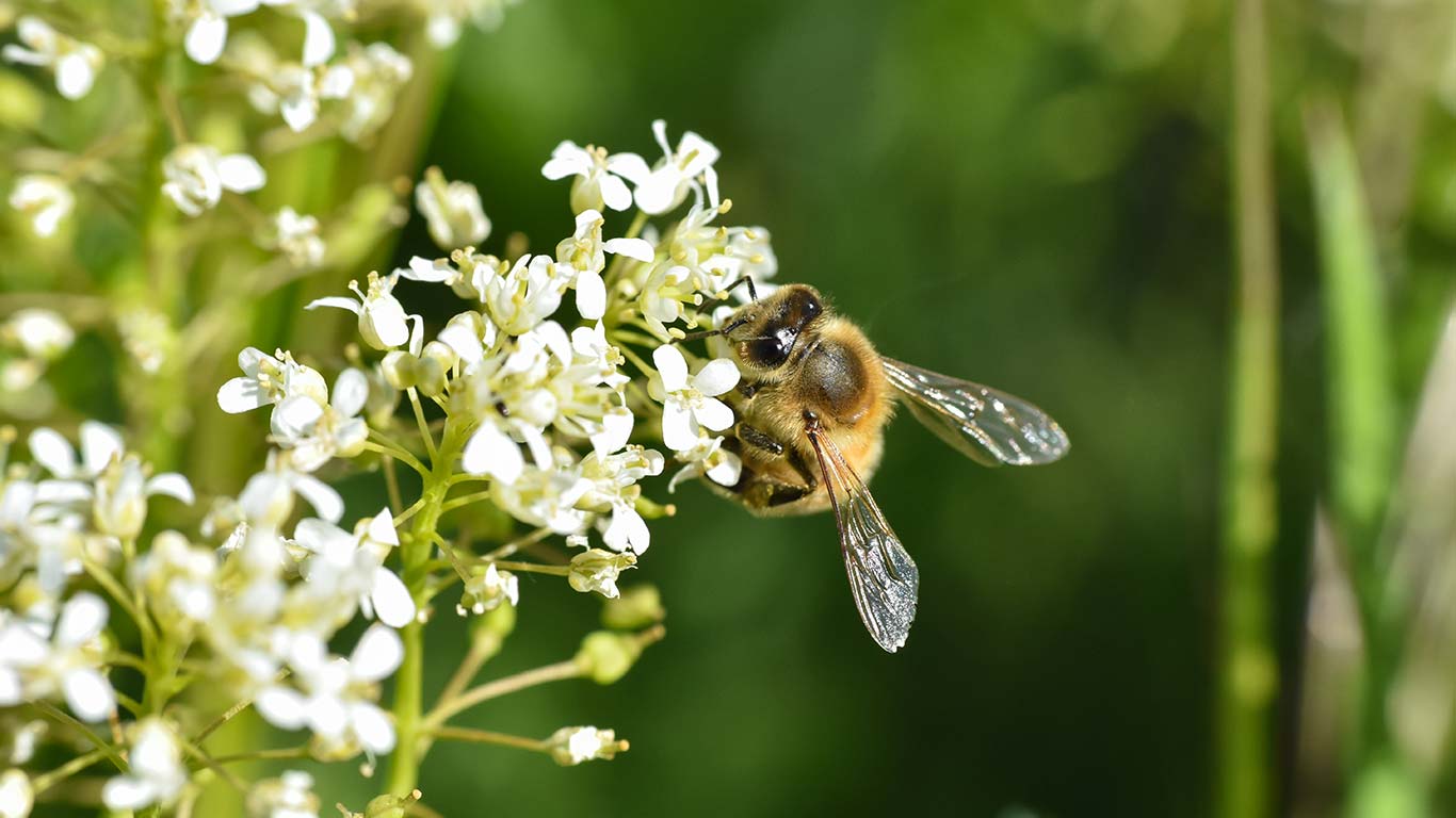 Šta možete da uradite da biste pomogli pčelama